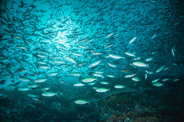 Fototapeta na wymiar Colorful reef fish swimming in clear blue water