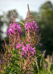 Obraz premium fragments of pink flowers on a blurred background, summer