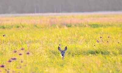 sarna w trawie © Krzysztof