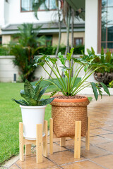 Monstera Deliciosa Indoor plants add coolness and purify the air in the house.