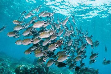 Fototapeta na wymiar Colorful reef fish swimming in a large school in clear blue water