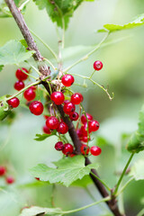 Red currant in the garden background blur selective focus