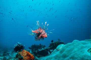 Lion fish swimming over coral reef in clear blue water, surrounded by small fish