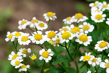 Fototapeta premium Beautiful flowers of white daisies background blur selective focus