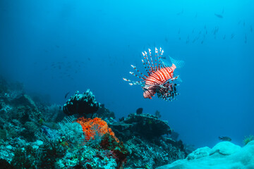 Fototapeta na wymiar Lion fish swimming over coral reef in clear blue water, surrounded by small fish