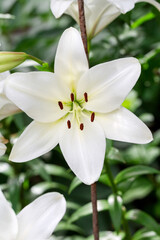 Obraz na płótnie Canvas Beautiful flowers of white lilies background blur selective focus