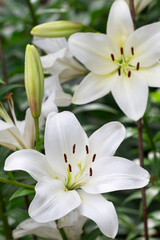 Fototapeta na wymiar Beautiful flowers of white lilies background blur selective focus