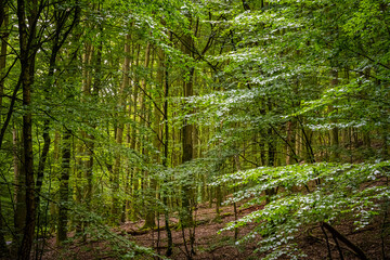 Amazing lush and green summer forest in Soderasen national park, Scania southern Sweden. Woodland photography