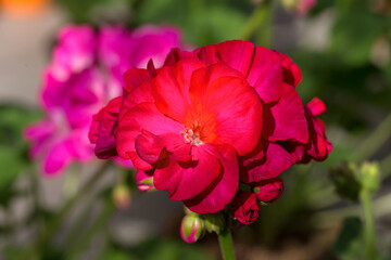 Repeated red flowers, selective focus. flower background