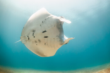 Giant reef manta ray swimming over colorful coral reef in clear blue water