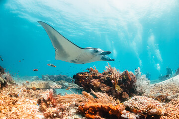 Giant reef manta ray swimming over colorful coral reef in clear blue water