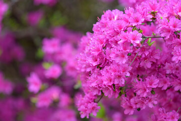 Pink azalea flower, in full bloom, Rhododendron
