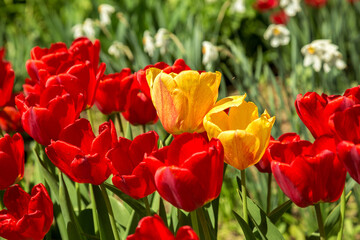 Obraz premium Red tulips in the garden soft focus