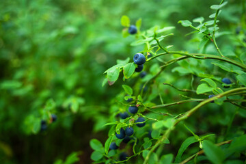 Growing wild blueberry on a bush in a forest