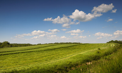 Rural summer landscape