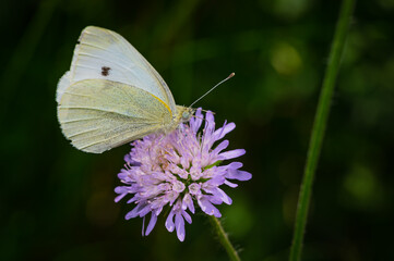 Weißlinge (Pieridae) Schmetterling auf einer Blüte