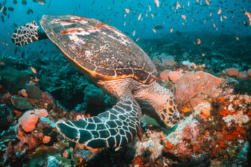 Naklejka na ściany i meble Green sea turtle underwater, swimming among colorful coral reef in clear blue ocean