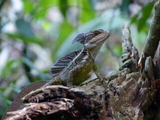 lézard