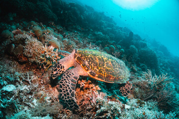 Fototapeta na wymiar Green sea turtle underwater, swimming among colorful coral reef in clear blue ocean