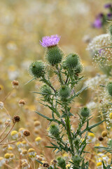 distelblüte am feldrand