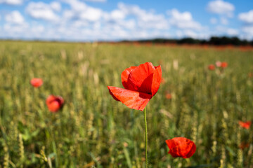 Wheat fields with poppy flowers