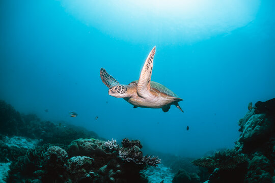 Green sea turtle underwater,  swimming among colorful coral reef in clear blue ocean