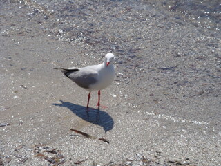 Seagull on the beach