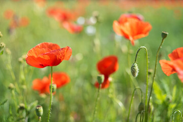 Wheat fields with poppy flowers close up