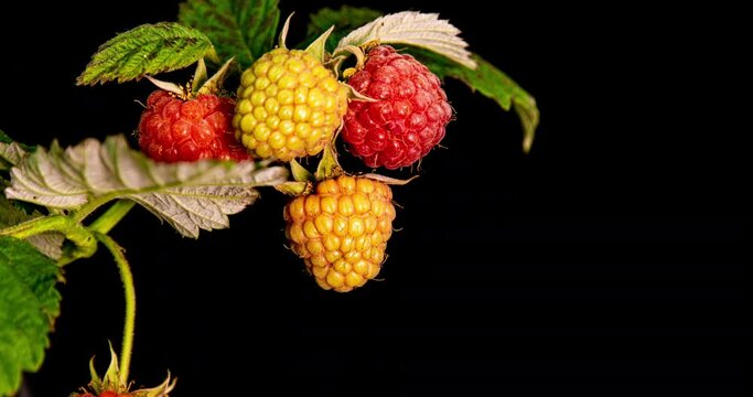 raspberries ripen on black background, close-up. 4K. Concept of fresh fruit, vitamins and natural berries