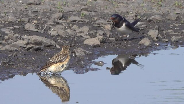 lark swims in a puddle on a hot day with swallows in the background.