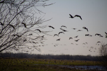 flock of birds