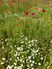 Wildflowers poppies and daisies, spring rhoeas