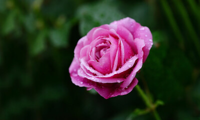 Rose after rain