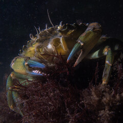 Crab © ROEL