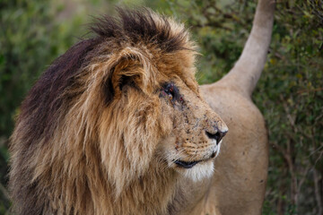 Naklejka na ściany i meble Portrait of a male lion in the Masai Mara National Reserve in Kenya