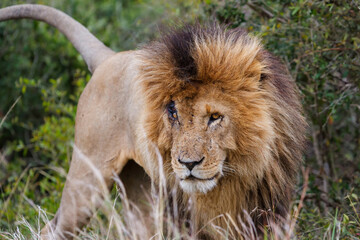 Portrait of a male lion in the Masai Mara National Reserve in Kenya