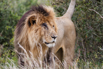 Fototapeta na wymiar Portrait of a male lion in the Masai Mara National Reserve in Kenya