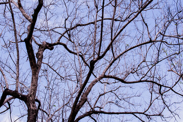 The trees branches without leaves in winter. Usually the most dominant feature of a tree any time of year after the leaves have fallen.