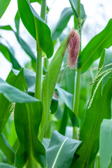Close up raw corn field ready to harvest