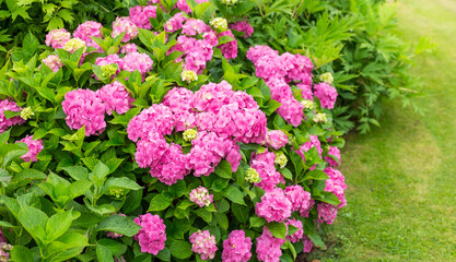 Hydrangea blossom on sunny day. Flowering hortensia plant. Pink Hydrangea macrophylla blooming in spring and summer in a garden.