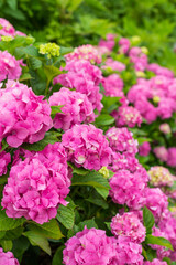 Hydrangea blossom on sunny day. Flowering hortensia plant. Pink Hydrangea macrophylla blooming in spring and summer in a garden.