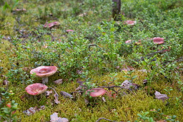 Red russula mushroom in the russian forest - obrazy, fototapety, plakaty