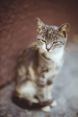Lovely grey sitting on the stone tiled floor near house in summer.