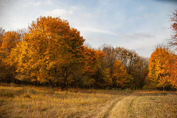 Fototapeta premium autumn in the forest