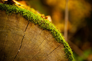 Tree cut, log covered with moss against the background of an autumn forest.