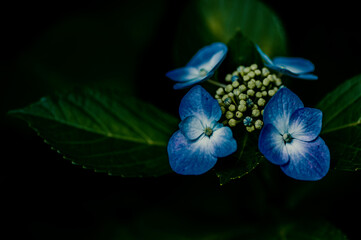 落ち着いた色味の青い紫陽花