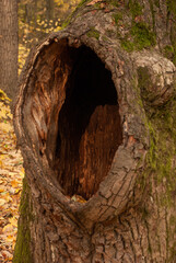 old tree with a huge hollow in the autumn forest