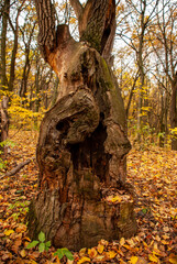 Fototapeta na wymiar old tree with a huge hollow in the autumn forest