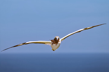 Fliegender Australischer Tölpel mit Nistmaterial auf Kollisionskurs