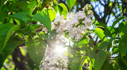 white lilac and ray of sunshine - 368221113